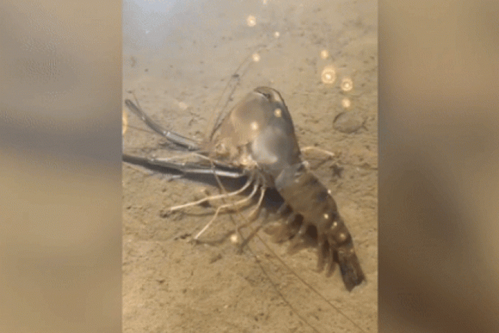 Phi thường - kỳ quặc - Cận cảnh quá trình tôm càng lột xác