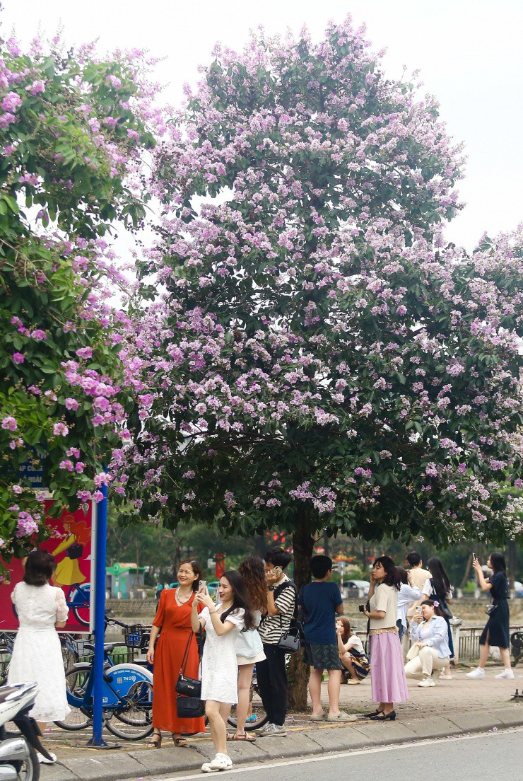 Ghi nhận tại hàng cây bằng lăng nở rộ trên vỉa hè, dọc hồ Hoàng Cầu đang thu hút rất nhiều các bạn trẻ, đặc biệt là các cô gái tìm đến thả dáng, chụp ảnh