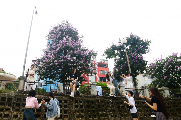 Sắc tím bằng lăng khiến khung cảnh ở đây trở nên sinh động, đẹp mắt hơn