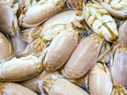Thị trường - Tiêu dùng - Loại hải sản lạ ở Việt Nam có vỏ giòn rụm, ngon như cua ghẹ, giá 250.000 đồng/kg