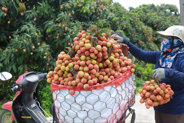 Người dân huyện Thanh Hà (Hải Dương) thu hoạch vải thiều năm 2023.ki