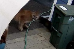 Clip: Kinh hoàng sư tử núi đến gần nhà dân đuổi bắt thú cưng