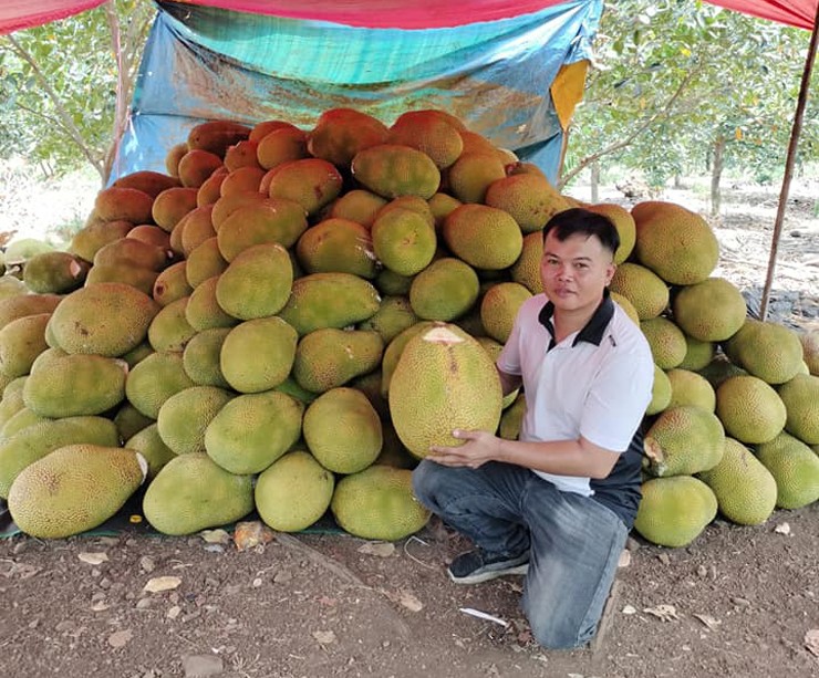 Mít ruột đỏ giờ giá thu mua tại vườn chỉ dao động từ vài nghìn đến dưới 30.000 đồng/kg.