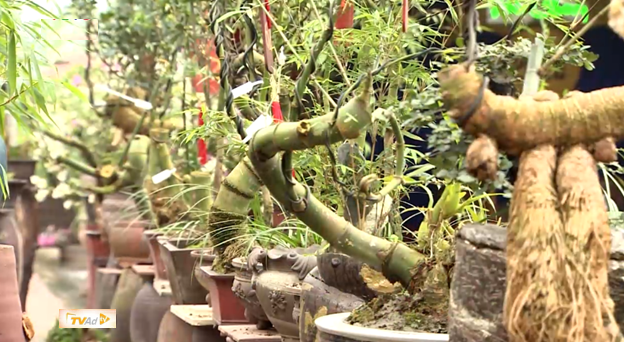 Việt Nam đa sắc: Nghệ nhân trẻ Bắc Giang – người “thổi hồn” vào những gốc tre làng - 2