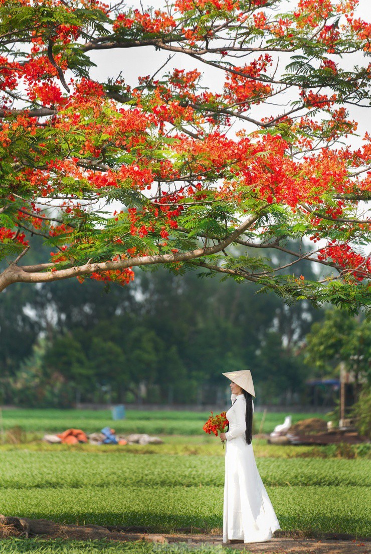 'Sốt xình xịch' với cây phượng cô đơn giữa ruộng rau muống ở TPHCM