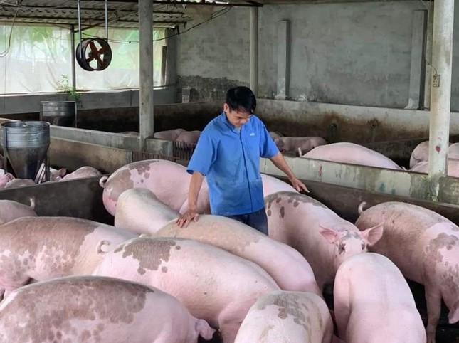 Giá lợn hơi tăng mạnh trở lại giúp người nuôi có lãi sau thời gian dài thua lỗ.