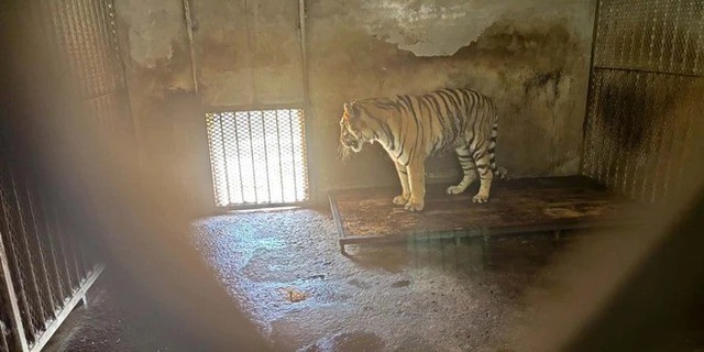 Hổ Siberia bị nuôi nhốt trong điều kiện khắc nhiệt tại vườn thú Phụ Dương – Trung Quốc. Ảnh: China Philanthropist