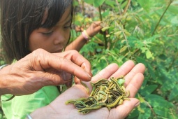 Đi bắt thứ sâu dài lúc nhúc về bán mà đếm tiền mỏi tay