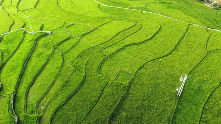 Suối Xim, Quang Chiểu là nơi trồng lúa nhiều nhất hay còn gọi vựa lúa của huyện biên giới Mường Lát.