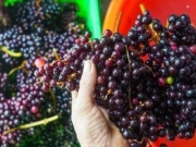 Thị trường - Tiêu dùng - Loại quả mọc dại giờ được giới sành ăn lùng mua, giá bán 120.000 đồng/kg vẫn ‘cháy hàng’