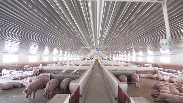 Diễn biến tăng giá của nhóm cổ phiếu ngành chăn nuôi được hỗ trợ bởi giá lợn hơi tăng nóng từ đầu tháng 5