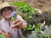 Thị trường - Tiêu dùng - Cây dại mọc đồng hoang, xưa cho lợn ăn nay hóa &quot;mỏ vàng&quot;, thành đặc sản nổi tiếng