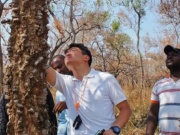 Thị trường - Tiêu dùng - Loại gỗ hiếm có bậc nhất, mất 200 năm mới trưởng thành, giá hơn 300 triệu/m3