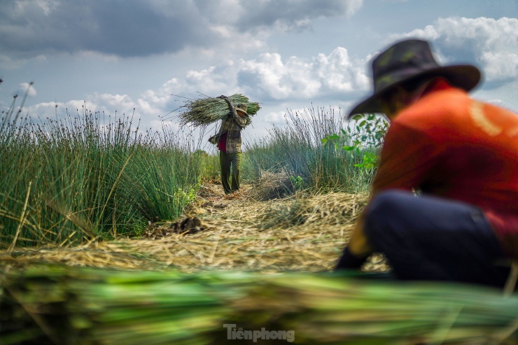 Bàng là loại cây dễ trồng, không cần chăm sóc nhiều, chỉ cần nhổ cỏ, bón phân, giữ nước cánh đồng ở chân bàng ổn định. Sau 5 tháng trồng, người dân bắt đầu thu hoạch. Sau đó, nông dân thường giữ lại gốc bàng và tiếp tục chăm sóc khoảng 3 tháng thì có thể tiếp tục bán cho thương lái.