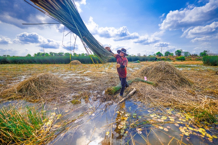 Cỏ bàng khá dễ trồng bởi đặc tính của loại cây cỏ này chịu được phèn lại ít tốn công chăm sóc, không ảnh hưởng bởi sâu bệnh nên khá được bà con nông dân ưa chuộng.