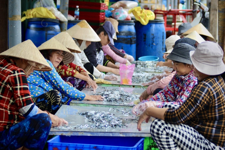 Những ngày này, không khí tại bến cá dân sinh Vĩnh Trường (thành phố Nha Trang, tỉnh Khánh Hòa) lại càng nhộn nhịp bởi những mẻ cá cơm bội thu. Mùa cá cơm đã tạo việc làm cho hàng trăm phụ nữ tại vùng biển Khánh Hòa.