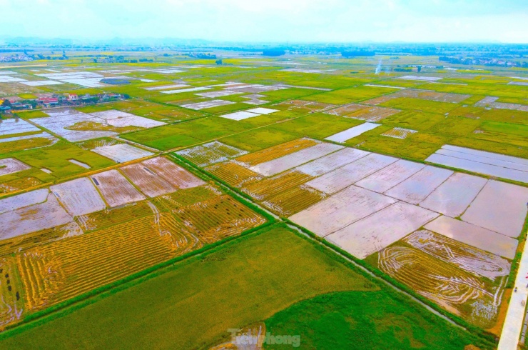 Những ngày cuối tháng 5, người nông dân khắp các huyện thành thị ở Nghệ An đang vào mùa thu hoạch lúa vụ đông xuân với sản lượng cao. Đây cũng là thời điểm những người thu gom rơm tất bật vào mùa "hốt bạc". Tỉnh nghệ An là một trong những địa phương có diện tích đất nông nghiệp lớn. Mỗi năm, tỉnh này sản xuất trên 170.000 ha lúa, sản lượng đạt trên 1 triệu tấn/năm. Chính vì thế, phụ phẩm rơm rạ sau mỗi mùa thu hoạch cũng rất lớn.