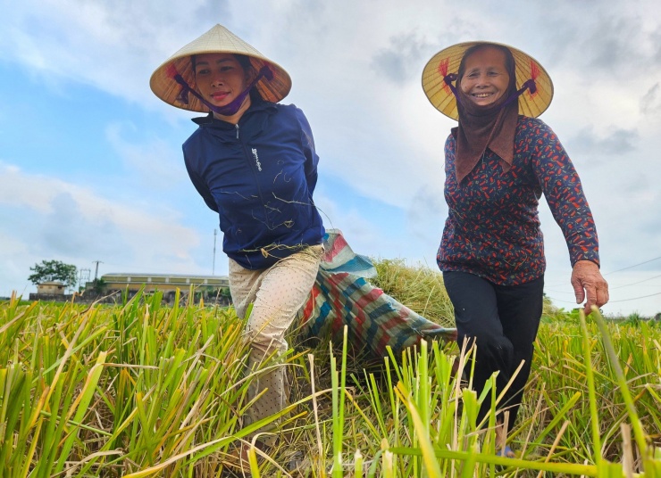 Bà Hương (trú huyện Quỳnh Lưu, Nghệ An) cho hay, mỗi lúc vào vụ thu hoạch lúa, bà cùng người thân trong gia đình đi ra các cánh đồng để thu gom rơm về để bán cho các trang trại chăn nuôi gia súc. "Rất ít gia đình sau khi gặt lúa họ lấy rơm về nên mình đến thu gom lại. Nếu không thu gom kịp họ sẽ đốt. Vừa phí vừa ô nhiễm môi trường. Mỗi sào ruộng, chúng tôi thu gom bán cho họ cũng được 120-150 nghìn đồng. Nếu có sức khỏe, mỗi ngày cả nhà cũng kiếm được tiền triệu", bà Hương chia sẻ.