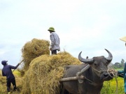 Thị trường - Tiêu dùng - Kiếm hàng trăm triệu từ thu gom rơm trên đồng