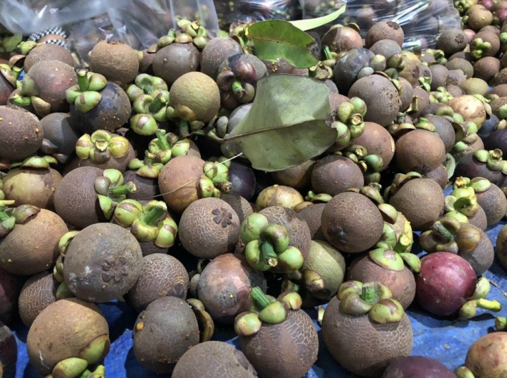 Măng cụt ở Lái Thiêu (Bình Dương) nổi tiếng vì vị ngon đặc biệt hơn những vùng khác. Ảnh: TL