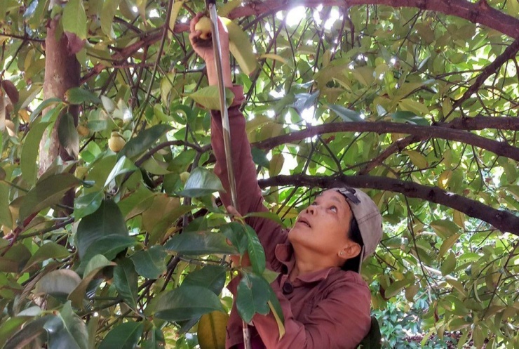 Các chủ nhà vườn đều 'than', năm nay măng cụt mất mùa. Ảnh: LA