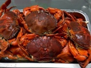 Thị trường - Tiêu dùng - Loại cua trông "khù khờ", vô cùng khan hiếm, giá tới 750.000 đồng/kg khách tranh nhau mua