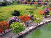 Du lịch - Con đường hoa độc, lạ, hút người dân đến check in tại TP. Thanh Hóa