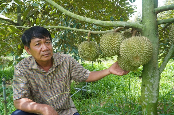 Ông Hoàng Oanh mở dịch vụ cho khách đến hái quả và thưởng thức sầu riêng chín ngay tại vườn.