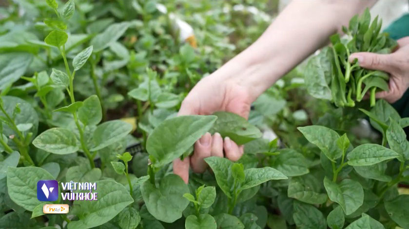 Việt Nam vui khỏe: Những lưu ý khi sử dụng thiết bị làm mát trong mùa hè - 5