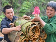 Thị trường - Tiêu dùng - Rộn ràng mùa quế Bình Liêu