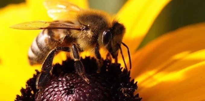 5 'bợm nhậu' khét tiếng của thế giới động vật - 4