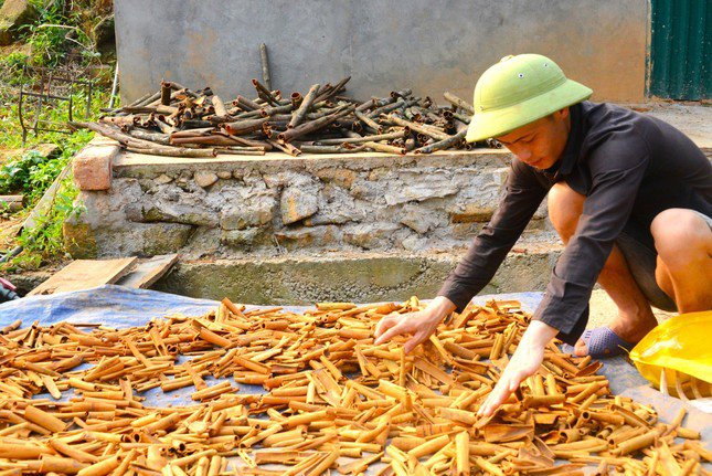 Bà Lê Thị Thu Hương - Trưởng Phòng Nông nghiệp và Phát triển nông thôn huyện Bình Liêu, cho biết: Diện tích vùng trồng quế trên địa bàn huyện là 686,40 ha, trong đó tập trung chủ yếu ở xã Húc Động với diện tích 411,2 ha. Sản lượng quế vỏ (khô) bình quân hàng năm là 300 tấn/năm. Sản lượng thu hoạch từ đầu năm 2024 đến nay là 148 tấn.