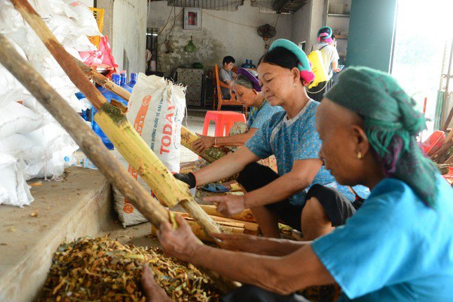 Quế là loài cây thân gỗ, lâu năm, cây trưởng thành có thể cao trên 15m. Cây quế trồng ở Bình Liêu sau khoảng chục năm có thể khai thác bóc vỏ lần đầu.