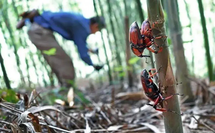 Vào rừng chặt tre bỗng vớ “mỏ vàng”, giá gần 400.000đ/kg, ở Việt Nam có đầy mà ít người biết - 1