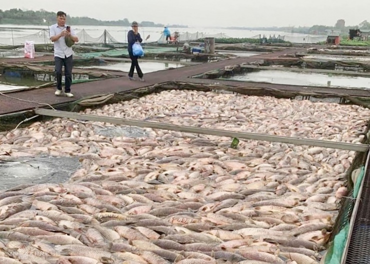 Cá chết trên sông Thái Bình đoạn cửa ra của sông Bắc Hưng Hải thuộc xã Tiền Tiến, TP Hải Dương hồi tháng 4. Nguyên nhân là hàm lượng oxy thấp, hàm lượng thủy ngân cao gấp 1,67 lần cho phép.