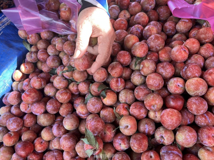 Người mua được lựa chọn thoải mái. Muốn ngọt thì chọn quả đỏ mọng, mềm; muốn giòn thì chọn quả cứng, màu hơi hồng. "Đây đều là mận được trồng tại Sơn La, quả được hái và vận chuyển về thành phố trong ngày, cuống tươi, vỏ còn phấn chứ không phải mận Trung Quốc nên khách yên tâm" - bà Tâm bán trái cây tại chợ Thị Nghè (quận Bình Thạnh) cho biết.