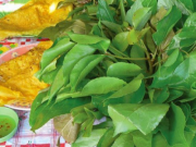 Thị trường - Tiêu dùng - Cây dại chỉ trồng hàng rào bỗng thành đặc sản, giá lên tới 90.000 đồng/kg, trị được nhiều bệnh