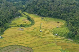 Mùa vàng trên ruộng bậc thang Măng Đen