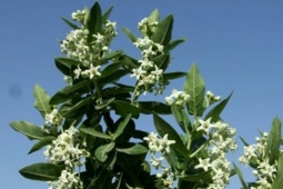 Tin tức sức khỏe - May mắn cải thiện đàm, ho, khó thở lâu năm nhờ giải pháp thảo dược “cây nhà lá vườn”