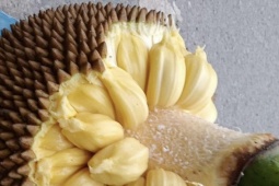 Sức khỏe đời sống - Ăn mít có lợi cho mắt chúng ta như thế nào?