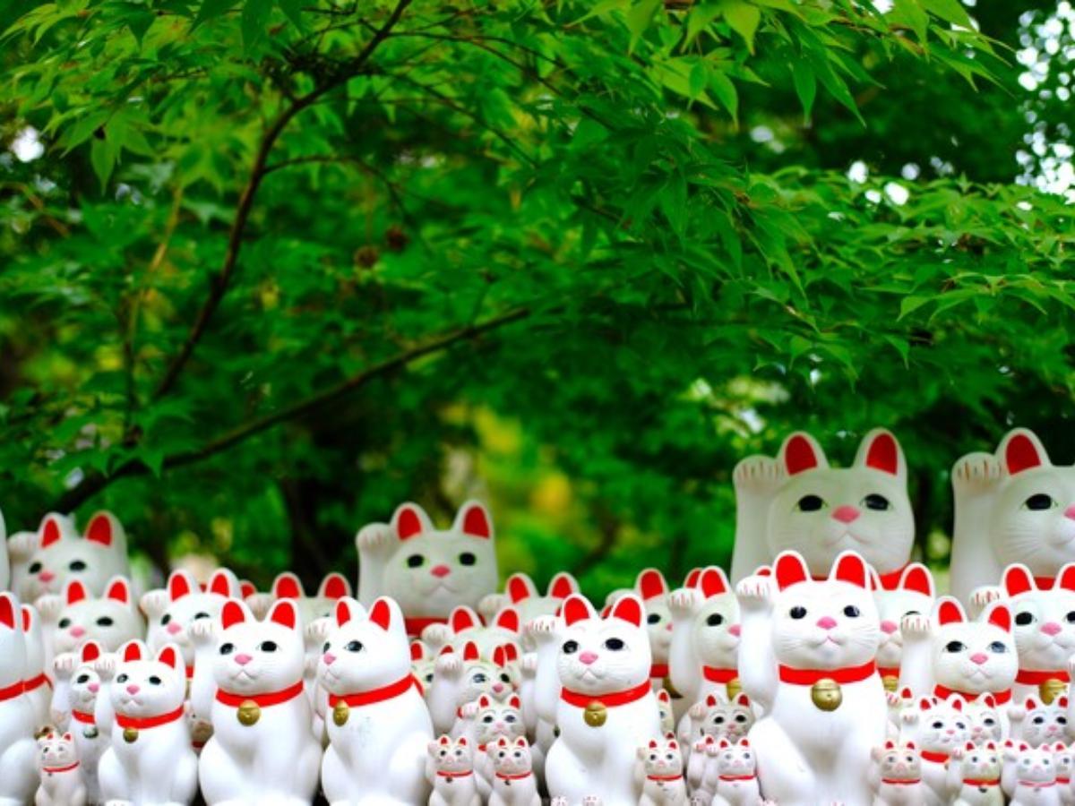 Mèo may mắn Maneki Neko vô cùng đáng yêu
