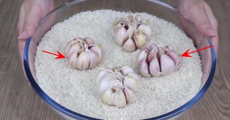Mọt là loại rất nhạy cảm với mùi. Chúng không thích mùi hăng nồng của tỏi. Bạn chỉ cần vùi một vài củ tỏi vào trong thùng gạo là có thể xua đuổi được mọt. Ảnh minh họa
