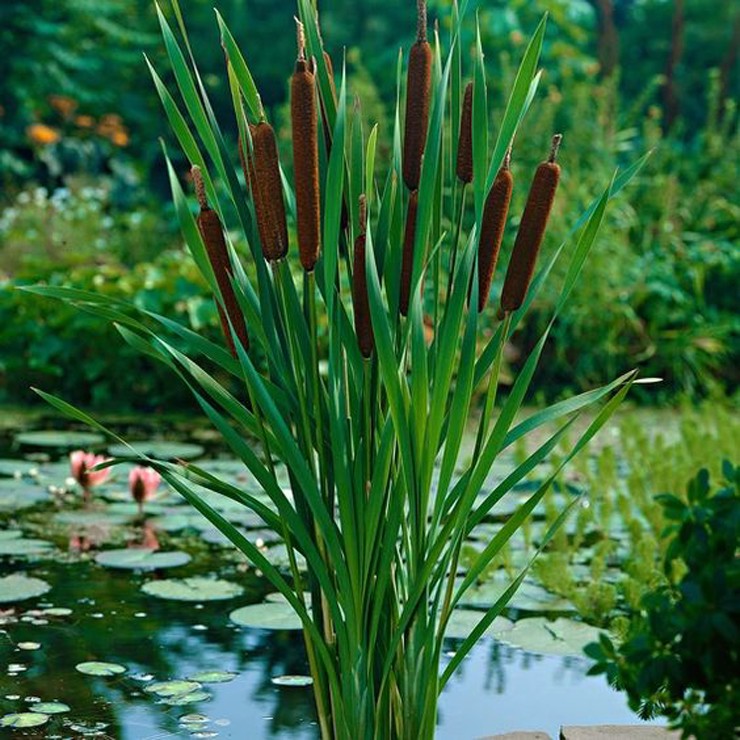 Bồn bồn (còn có tên gọi khác là cây cỏ nến) vốn là loại cây mọc hoang sống ở vùng đất ngập nước trong ao hồ hoặc mé sông. 
