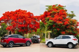 Bạn trẻ - Cuộc sống - Chiêm ngưỡng rặng hoa phượng đẹp như bức tranh ở Ai Cập