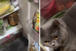 Bạn trẻ - Cuộc sống - Ngạc nhiên vì thấy cửa tủ lạnh tự mở giữa đêm, nguyên nhân quá đỗi bất ngờ