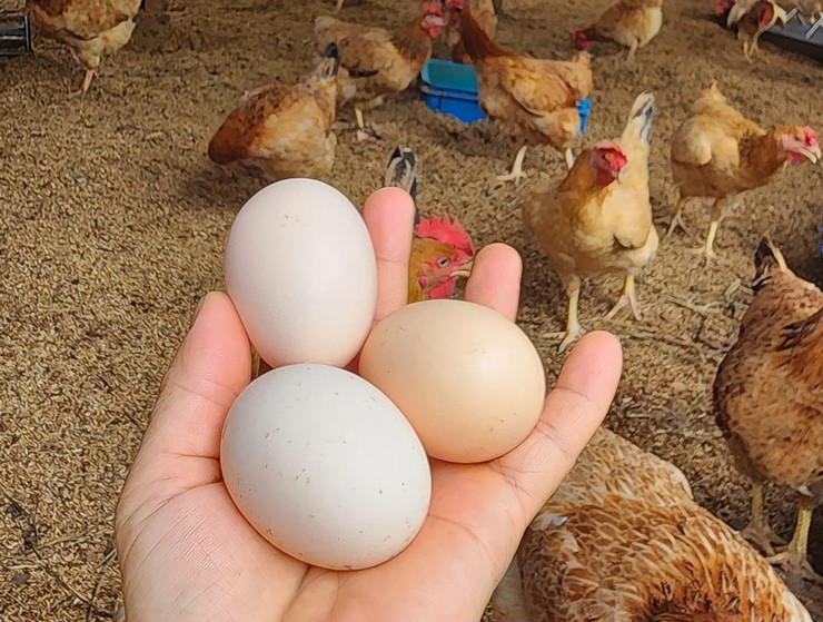 Trứng gà vi sinh của chị Thoan đang được rao bán giá đến 15.000 đồng/quả