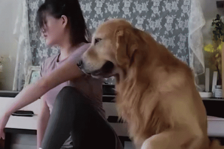 Phi thường - kỳ quặc - Cún cưng uốn éo chuyên nghiệp khi tập yoga cùng cô chủ