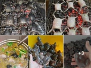 Thị trường - Tiêu dùng - Loài đặc sản hiếm có chỉ xuất hiện vào mùa mưa, ban đêm dân soi đèn đi "săn" bán 180.000/kg