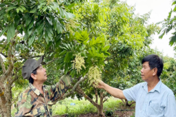 Thị trường - Tiêu dùng - Anh nông dân đút túi hàng tỷ đồng nhờ trồng cây có quả &quot;ngọt ngào khó quên&quot;