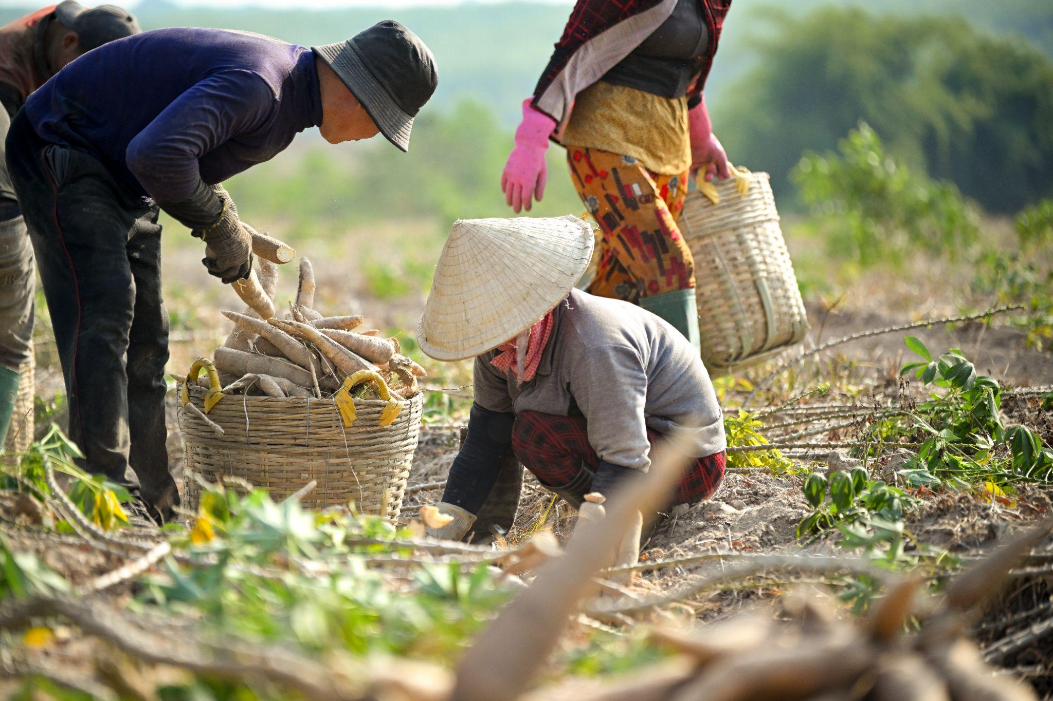 Nông dân tại Bình Phước đang thu hoạch khoai mì.